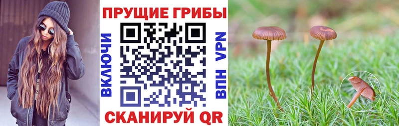 Галлюциногенные грибы MAGIC MUSHROOMS как найти Богданович